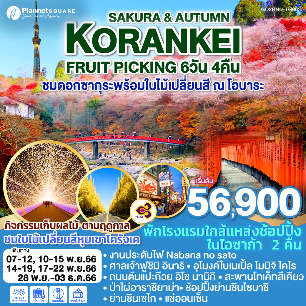 PS-GT6438: KORANKEI SAKURA & AUTUMN FRUIT PICKING 6D 4N โดยสายการบินไทย [TG]